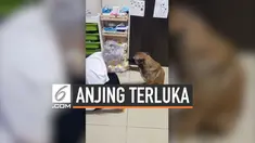 Seorang apoteker didatangi oleh seekor anjing yang terluka. Hewan tersebut meminta untuk diobati. Setelahnya, sang anjing seakan mengucapkan terima kasih.