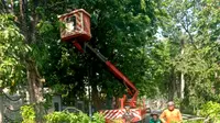 Pemerintah Kota (Pemkot) Surabaya menggalakkan perantingan untuk mengantisipasi pohon tumbang saat musim hujan ini. (Liputan6,com/ Dian Kurniawan)