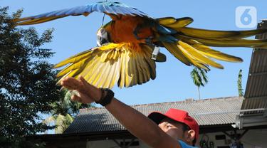 Pelatih Burung Paruh Bengkok Albi (30) melatih burung Blue and Gold Macaw (Ara Ararauna) berharga Rp 30 juta hingga Rp 140 juta yang dititipkan pemiliknya di sekolah burung miliknya di Cipayung, Depok, Jawa Barat, Selasa (24/5/2022). Komunitas burung Free Fly atau terbang bebas mulai ramai diminati akhir akhir ini. (merdeka.com/Arie Basuki)