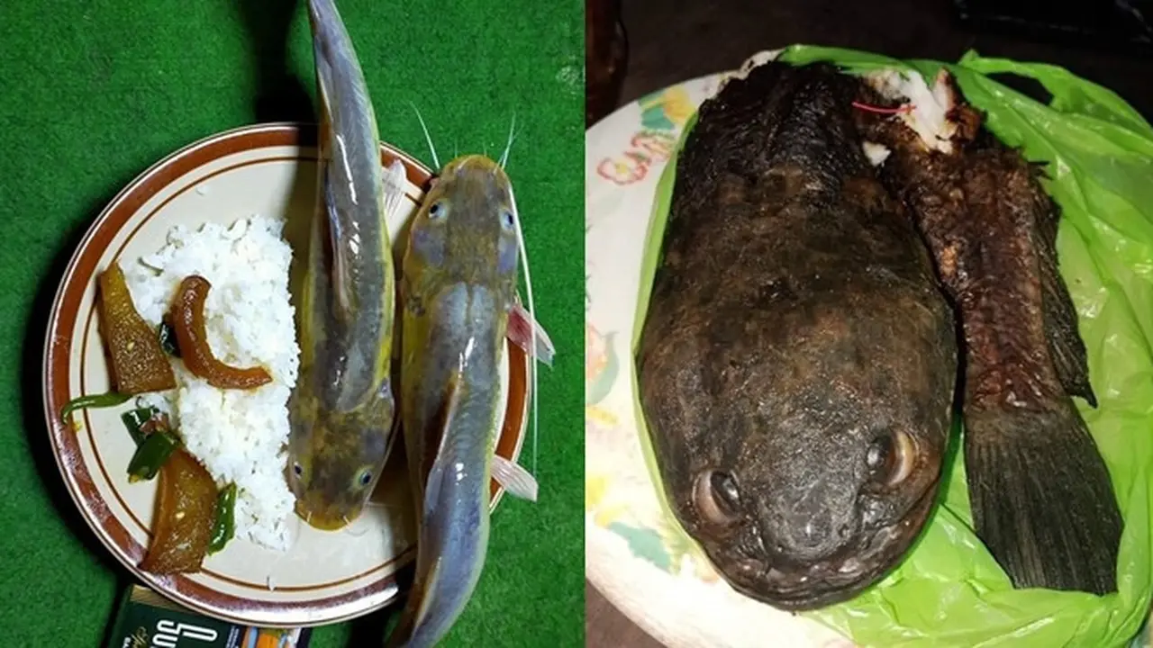 6 Menu Makan Lele Ini Tidak Biasa, Bikin Terkejut