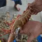 Udang tiger pun naik menjelang Imlek 2018. (Foto: Liputan6.com/Muhamad Ridlo)