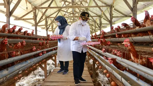 Banyuwangi Gandeng UMKM Lokal untuk Pasokan Telur dan Buah Bagi Tenaga Kesehatan