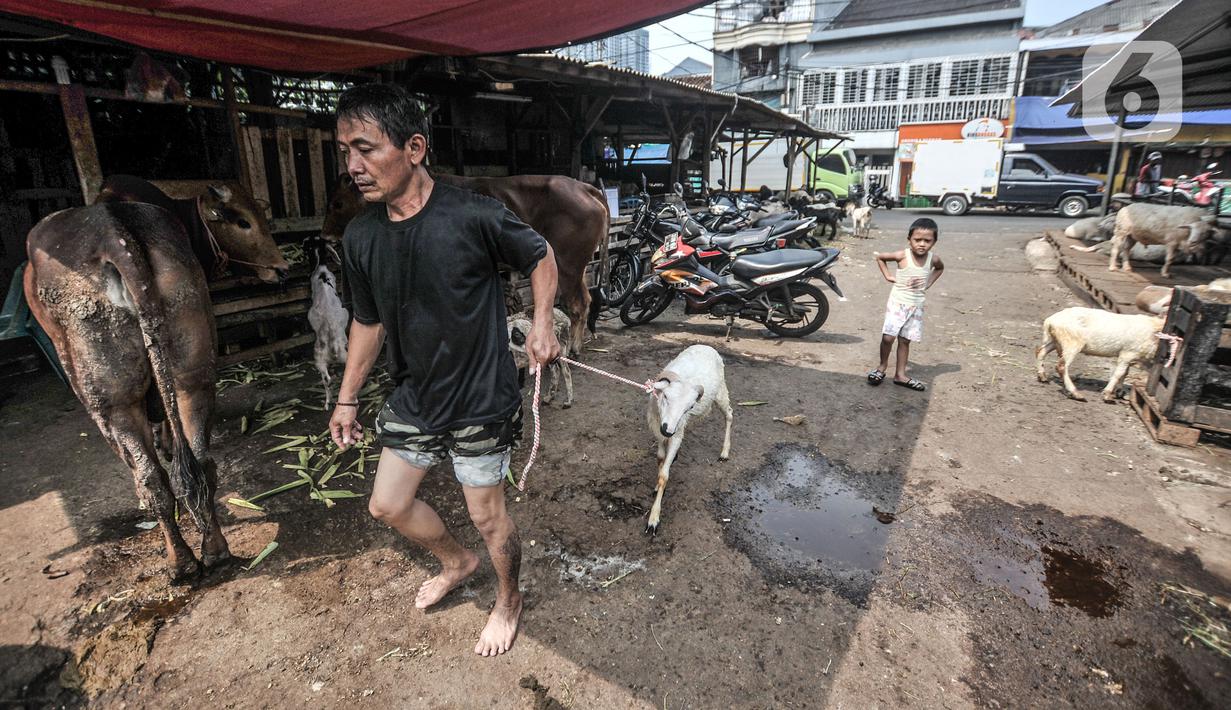 Pedagang hewan kurban menarik kambing di Pasar Kambing, Tanah Abang, Jakarta, Selasa (6/7/2021). Pedagang di Pasar Kambing mengungkapkan penjualan hewan kurban tahun ini mengalami penurunan akibat diberlakukannya PPKM Darurat. (merdeka.com/Iqbal S. Nugroho)