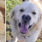 Wallis, anjing jenis golden retriever ini mengalami bibir sumbing sehingga dia terlihat memiliki dua hidung (CN)