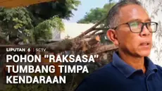 Tidak ada angin maupun hujan, sebatang pohon besar di kawasan Pasar Terminal, Kota Metro, Lampung, tiba-tiba tumbang. Pohon setinggi 15 meter tersebut menimpa satu unit mobil bak terbuka dan dua sepeda motor hingga ringsek.