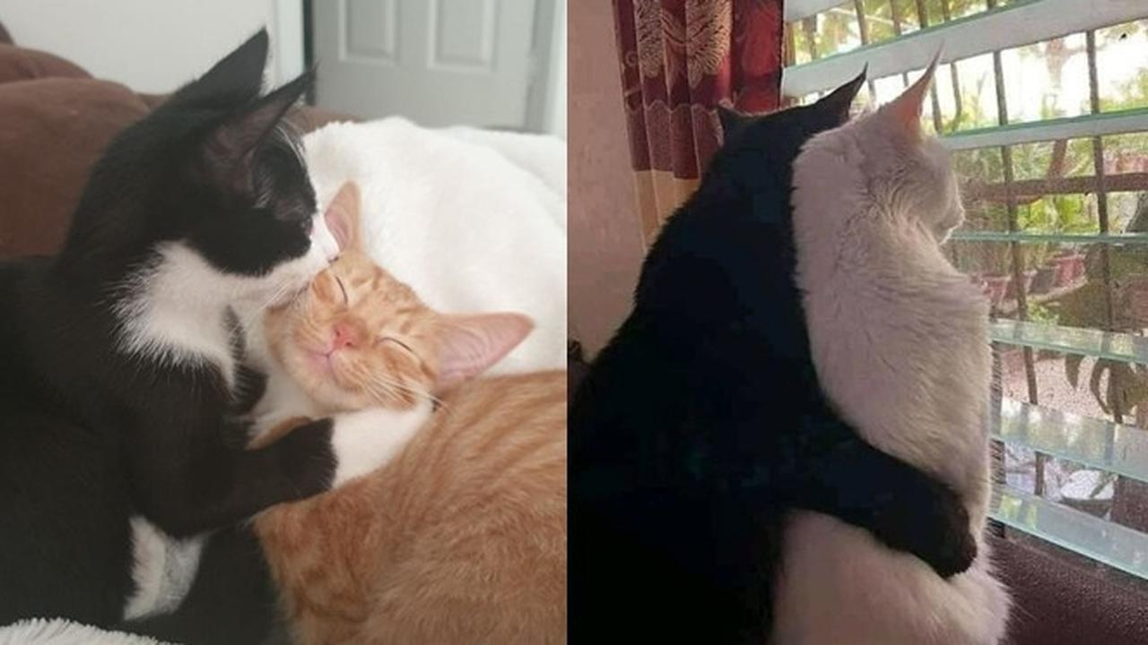 6 Tingkah Kucing Saling Bermesraan Ini Bikin Majikan Senyum
