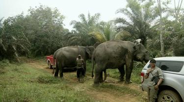 Download 71 Gambar Gajah Jantan  Gratis HD