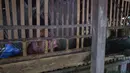 Seorang wanita mengintip dari cela - cela jendela di yayasan Bina Lestari Mandiri, Brebes, Jawa Tengah (16/3). Pasien pasung digambarkan hidup terbelenggu, dirantai, dan mengalami trauma dalam ruangan sempit atau klaustrofobia. (Adek BERRY / AFP )