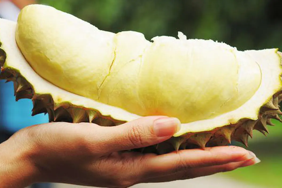 Buah durian/copyright Shutterstock.com
