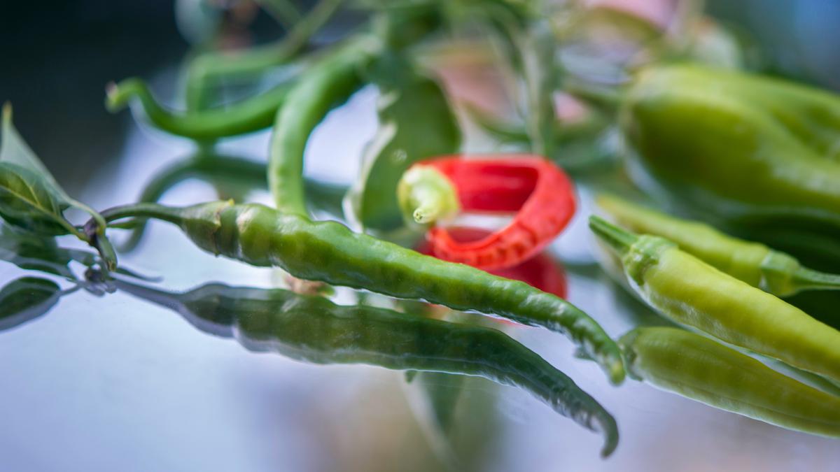 7 Trik Menanam Cabai di Musim Hujan agar Tak Busuk, Terapkan untuk Hasil Optimal
