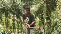 Seorang warga saat bersiap membersihkan dahan sawit atau biasa disebut proning. Pelepah sawit biasanya hanya jadi limbah.