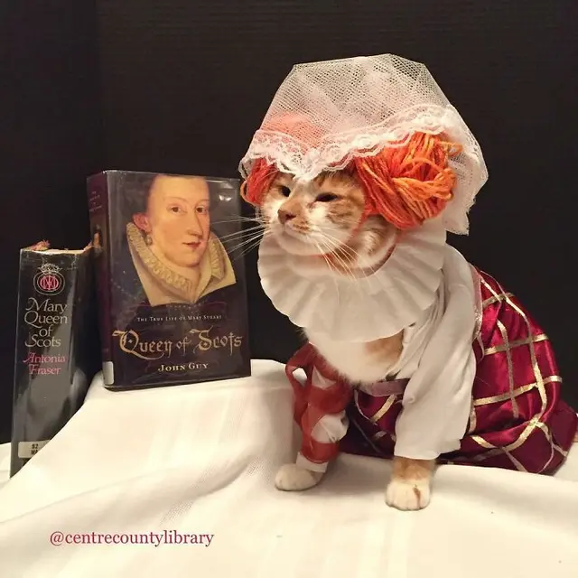 10 Potret Kucing Cosplay Sebagai Ikon Sastra dan Film Bikin Gemas