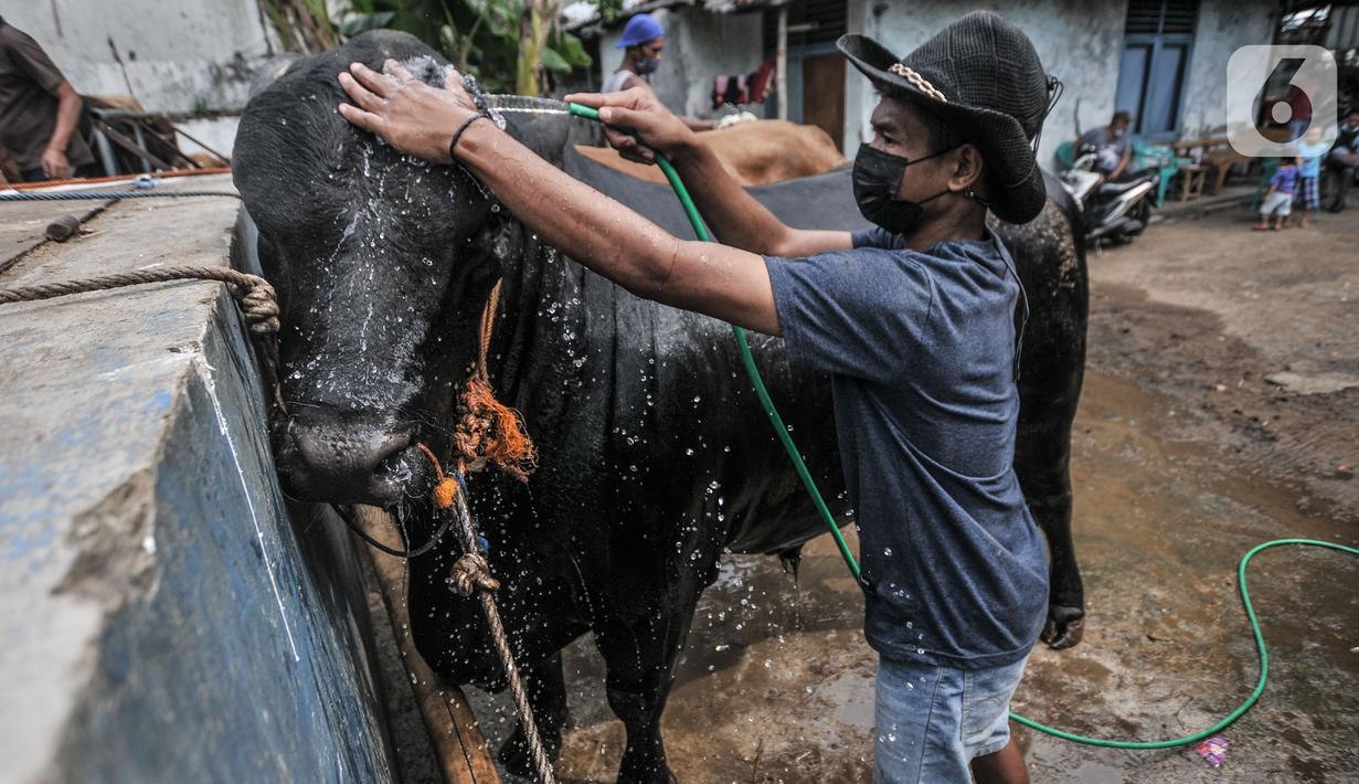 Pekerja memandikan hewan kurban sebelum diperiksa tim dokter dari Sudin KPKP Jakarta Timur di Jalan I Gusti Ngurah Rai, Jakarta, Kamis (15/7/2021). Memasuki Idul Adha, Sudin KPKP Jakarta Timur terus melakukan pemeriksaan kelayakan hewan kurban di 327 lokasi penjualan. (merdeka.com/Iqbal S. Nugroho)