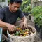 12 Cara Membuat Cabai Berbuah Lebat dengan Bahan Dapur Sederhana, Tak Perlu Beli Pupuk Mahal