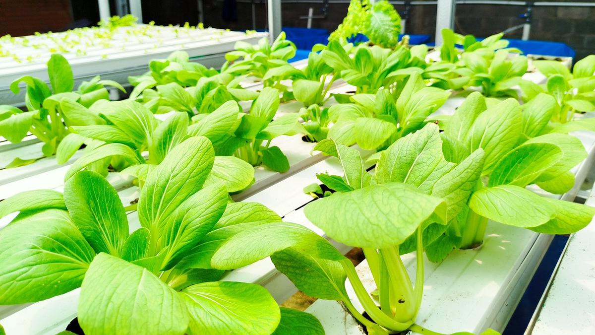 Jenis Tanaman Bernilai Jual Tinggi yang Bisa Ditanam di Pekarangan Kecil