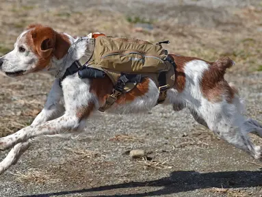 Foto ini diambil pada (14/2/2016) menunjukkan Gonta anjing penyelamat memakai ransel berisi live video feed dan GPS data saat pelatihan dalam mencari korban yang terkubur di bawah puing-puing di Fujimi, utara Tokyo. (AFP PHOTO/Bapak KAZUHIRO Nogi)