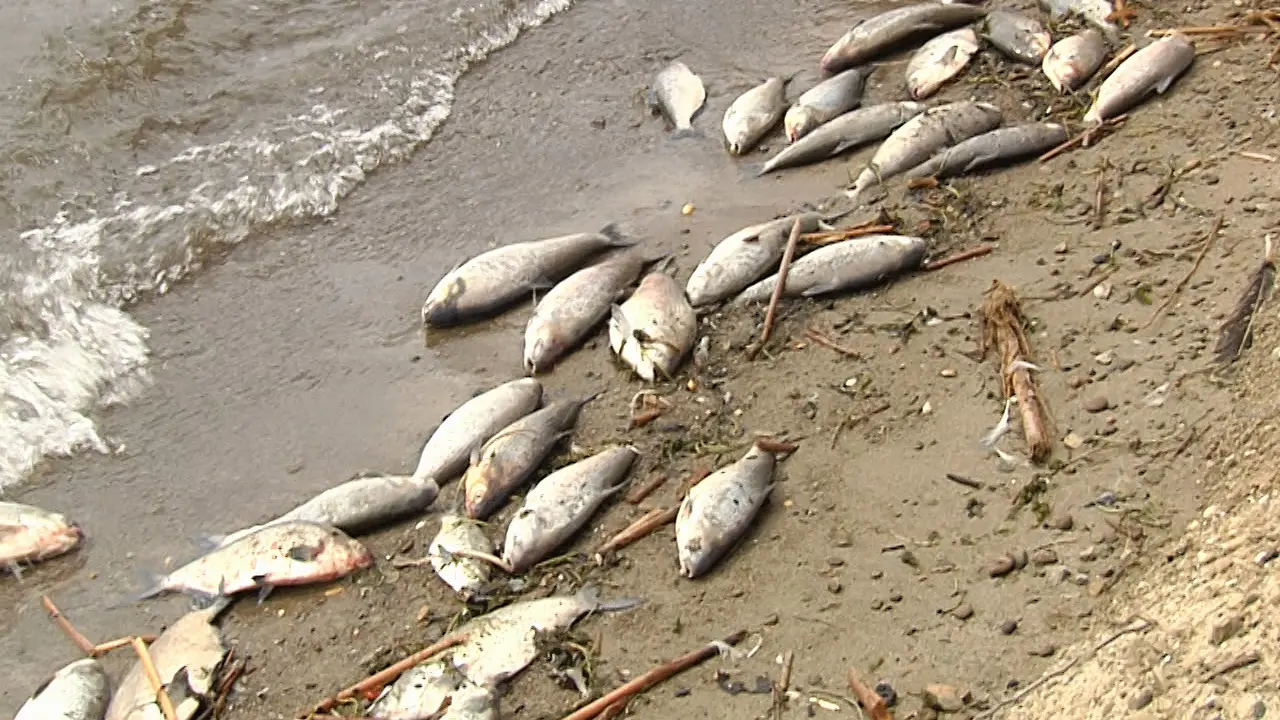 Selain Ancol, Beberapa Daerah Ini Pernah Dipenuhi Bangkai Ikan