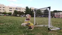Anjing 'Kiper' Pecahkan Rekor Dunia