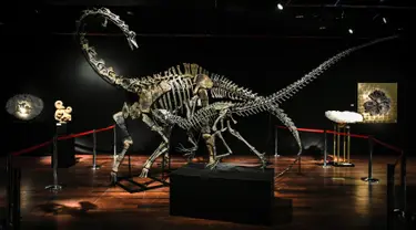 Kerangka dua dinosaurus, Diplodocus (belakang) dan Allosaurus dipamerkan sebelum mulai dilelang di Balai lelang Drouot, Paris, Jumat (6/4). Tulang dinosaurus itu diperkirakan akan terjual mencapai 1,5 juta euro (Rp 25,4 miliar). (STEPHANE DE SAKUTIN/AFP)