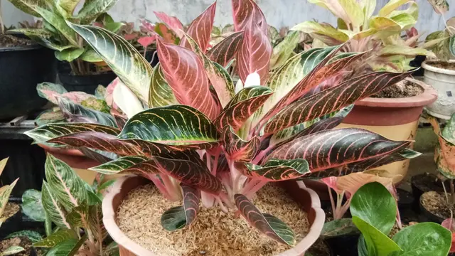 ilustrasi Aglaonema Pride Of Sumatera/shutterstock