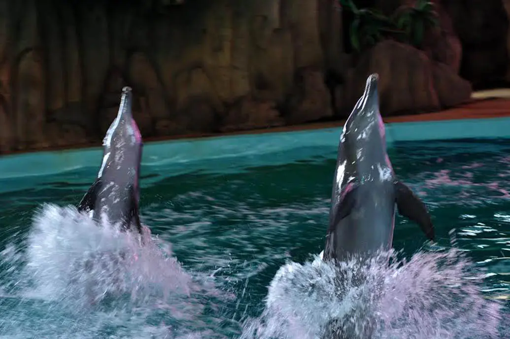 Lumba-lumba ini merupakan satwa peliharaan Ocean Dream, Samudera Ancol, Jakarta (Liputan6.com/Andrian M Tunay)