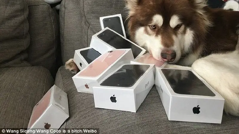 Anak Miliarder Ini Beri Hadiah iPhone 7 ke Anjing Peliharaan