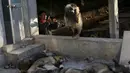 Seorang pria melemparkan seekor rubah yang telah mati untuk nantinya diambil bulunya di desa Nanzhuang, Cina, (11/12). Mereka membunuh rubah tersebut dengan cara menyetrum. (REUTERS/William Hong)
