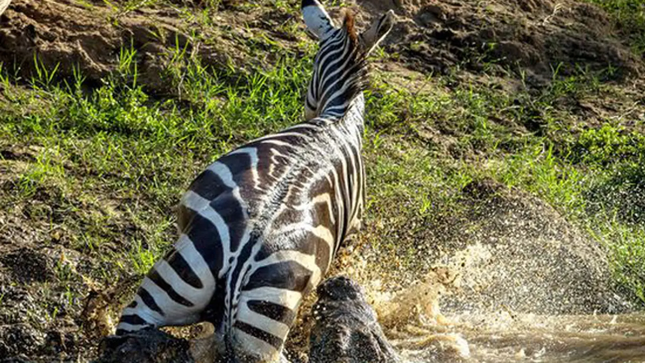 Aksi Seekor Zebra Gigit Balik Si Predator Mematikan