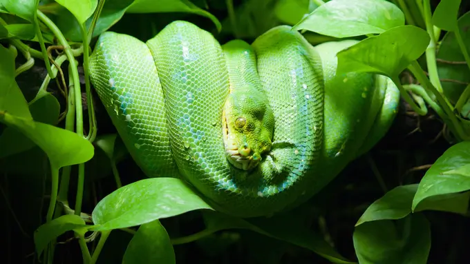 Mimpi Bertemu Ular Besar