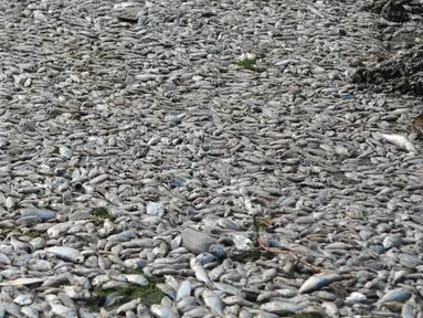 Ribuan ikan mati di sepanjang reklamasi pantai Ancol, Jakarta (30/11/2015). Ribuan ikan yang mati dan terdampar di pantai ini diduga akibat tercemar limbah industri. (Liputan6.com/Gempur M Surya)