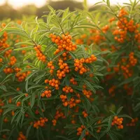 Ilustrasi Sea Buckthorn (doc: X.com/Grok)