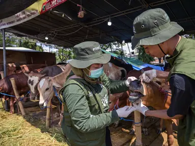 Petugas kesehatan dari Dinas Ketahanan Pangan dan Pertanian memeriksa mulut sapi di pasar ternak menjelang Idul Adha atau hari raya kurban bagi umat Muslim, di Surabaya, Jawa Timur, pada Rabu 20 Mei 2026. (JUNI KRISWANTO/AFP)