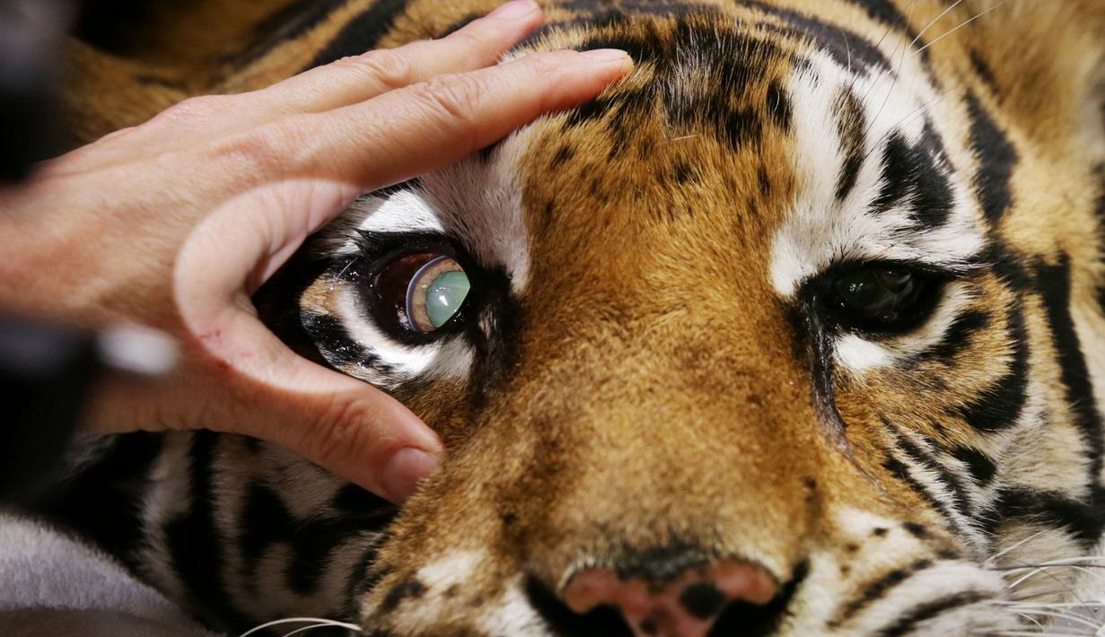 Petugas medis memeriksa mata harimau dengan senter sebelum melakukan operasi di Rumah Sakit Universitas Kedokteran Hewan, Sydney, Australia, Rabu (16/11). (AFP Photo/Toby Zerna)