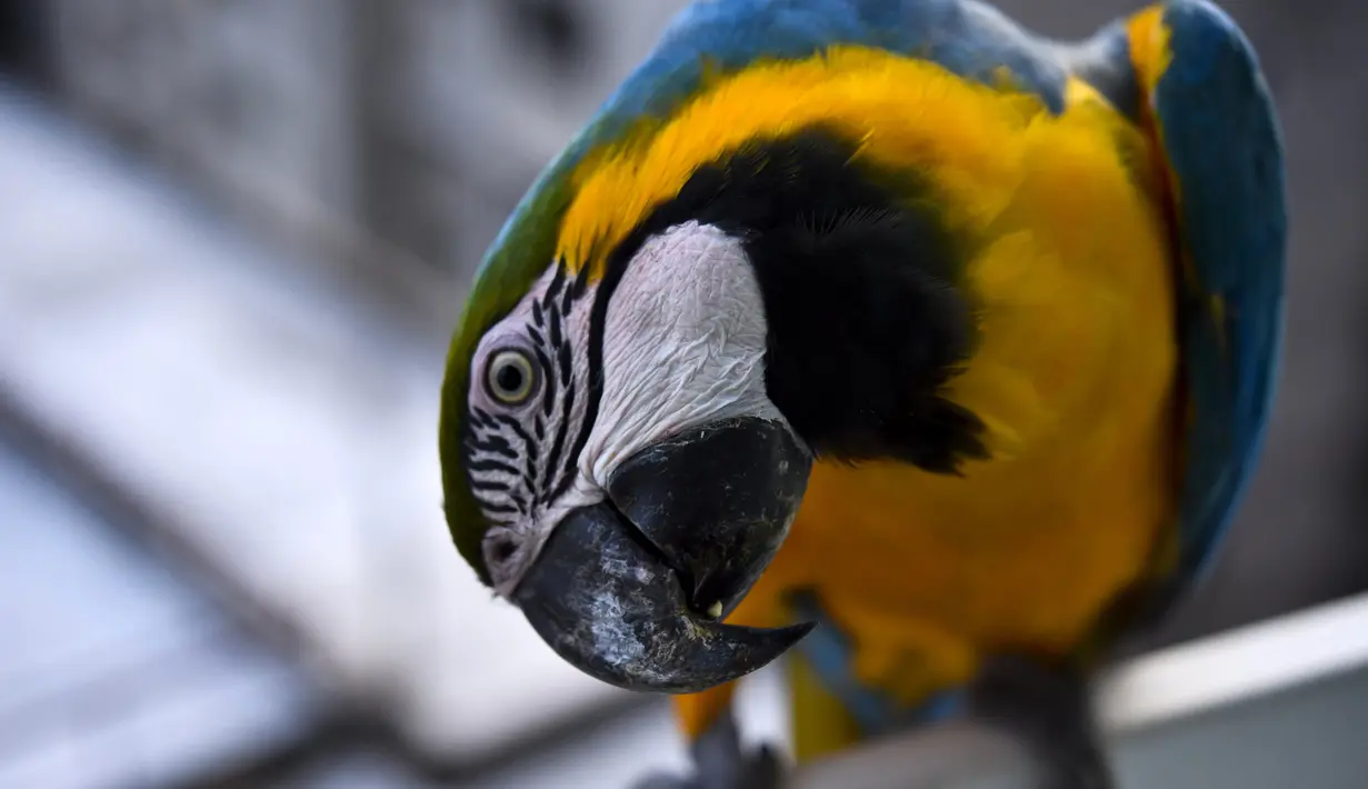 Burung macaw (sejenis beo)  mengamati kamera di balkon sebuah gedung apartemen di Caracas pada 18 November 2018. Setiap sore, puluhan macaw liar berwarna-warni berduyun-duyun ke balkon dan teras tempat warga menaruh makanan untuk mereka. (YURI CORTEZ/AFP)