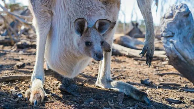 Kangaroo