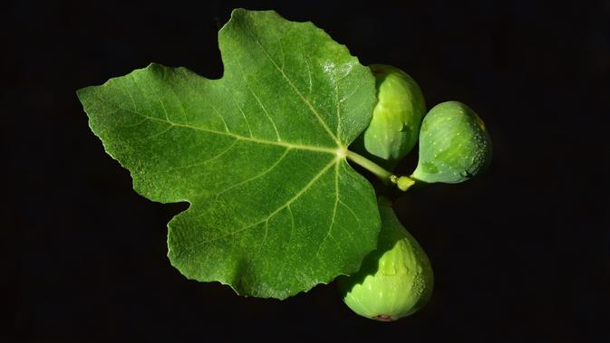 7 Manfaat Teh Daun Tin Untuk Kesehatan Bisa Tingkatkan Imunitas Hot Liputan6 Com