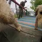 Anak anjing Golden Retriever berusia 50 hari terlihat di sekolah pelatihan anjing polisi Chile di Santiago, 9 Oktober 2018. Dua ratus anjing dari ras yang berbeda mengikuti pelatihan di paru-paru kota Santiago. (Martin BERNETTI/AFP)