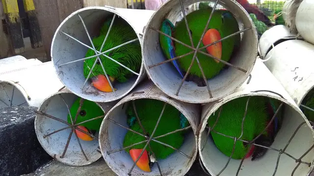 Miris, Begini Nasib Burung Kakaktua dan Beo Eclectus yang Coba Diselundupkan