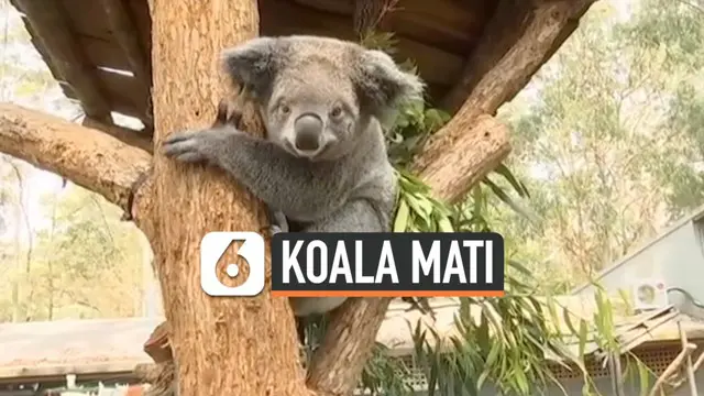 VIDEO: Ratusan Koala Mati karena Kebakaran di Australia