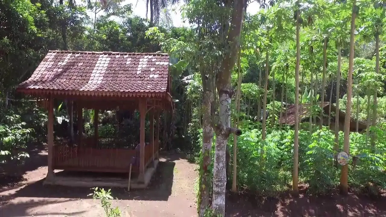 Beringin Putih Dan Gelar Baru Candi Borobudur