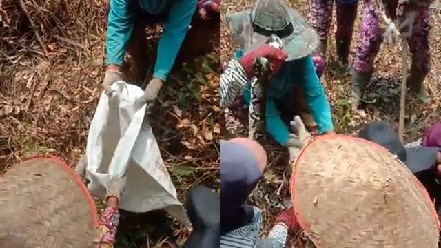 Emak-Emak Tangkap Ular Piton