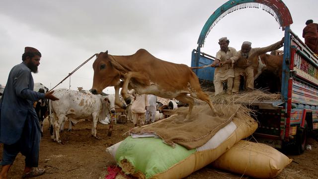 Pasar Hewan Qurban Di Pakistan