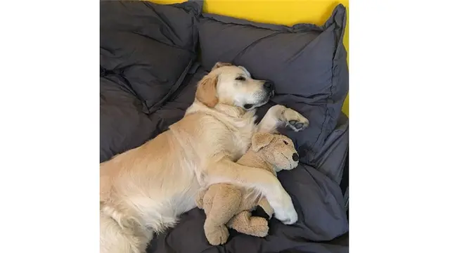 7 Potret Anjing dengan Boneka Tiruannya Ini Bikin Gemas