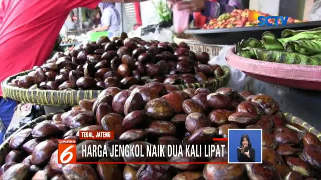 Kalahkan Ayam, Harga Jengkol Naik hingga Rp 100 Ribu per Kilogram