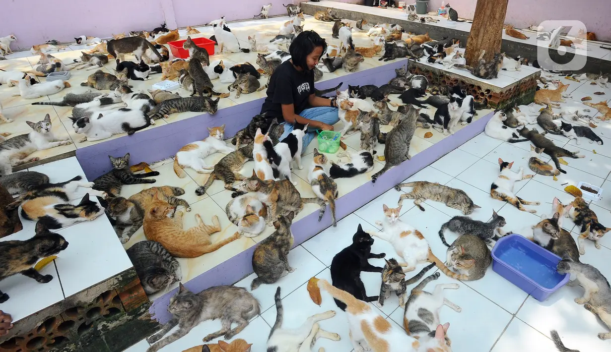 Penjaga kandang merawat  kucing lokal terlantar di rumah penampungan kucing dan anjing terlantar Clow di kawasan Parung, Bogor, Jawa Barat, Kamis (22/9/2022). Sumber dana rumah penampungan ini berasal dari kocek pribadi, donasi, dan para anggota pecinta kucing. (merdeka.com/Arie Basuki)