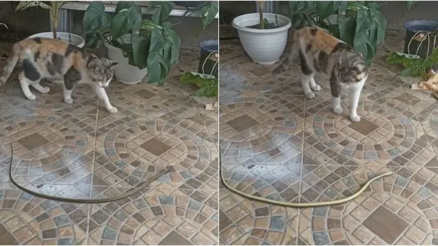 Viral Video Reaksi Bingung Kucing Lihat Ular Berguling-Guling, Bikin Pusing