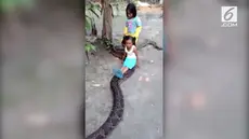 Video kids zaman now menaiki ular piton seolah-olah naik odong-odong gemparkan media sosial.