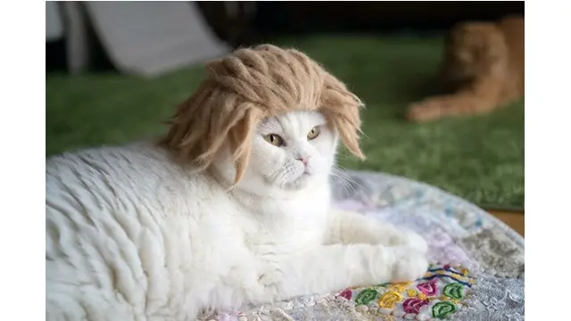 6 Potret Kucing Pakai Topi Bergaya Rambut Anime, Gokil Banget