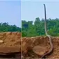 Video King Kobra berdiri tegak ini viral, hampir angkat sepertiga tubuhnya. (Sumber: Twitter/susantananda3)