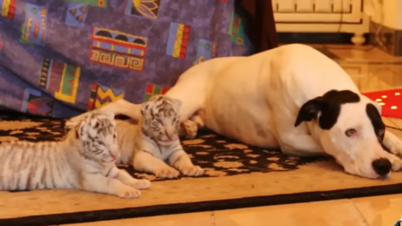Ditolak Induk Sendiri, Bayi Harimau Putih Diasuh Anjing Jantan